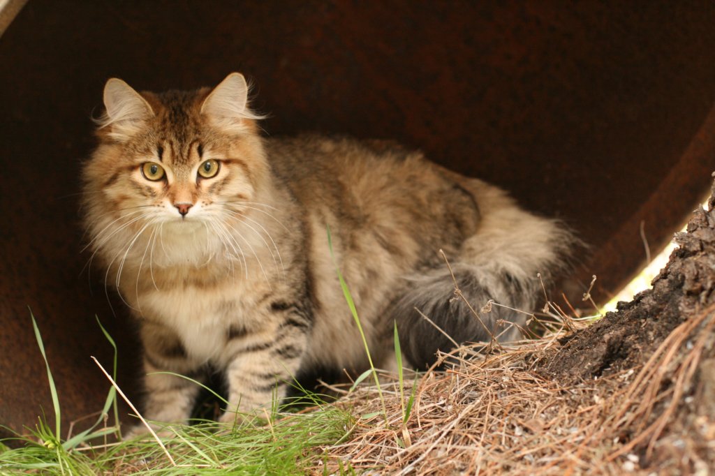 nikodemus55kuukautta75201439.jpg