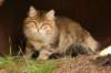 nikodemus55kuukautta75201443_small.jpg
