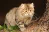 nikodemus55kuukautta75201445_small.jpg