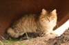 nikodemus55kuukautta75201448_small.jpg