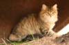 nikodemus55kuukautta75201449_small.jpg
