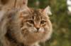 nikodemus55kuukautta7520145_small.jpg