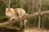 nikodemus55kuukautta75201460_small.jpg