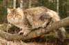 nikodemus55kuukautta75201461_small.jpg