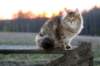 nikodemus55kuukautta75201477_small.jpg