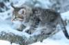 nikodemusboy8weeksinabluewinterday0117201418_small.jpg