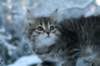 nikodemusboy8weeksinabluewinterday011720147_small.jpg