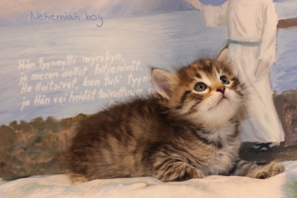 nehemiahboy2.jpg