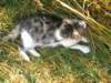 Photo Number 41