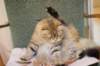 navarasibaris2years11months8911_small.jpg