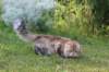 navarasibaris1year10months29718_small.jpg