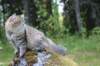 navarasibaris1year10months2972_small.jpg