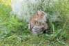 navarasibaris1year10months29735_small.jpg
