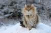 img_4582_small.jpg