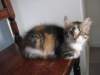 Photo Number 5