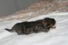 naomibraunmackerelgirlattheageoffivedaysruskeatiikeritytteliviisivuorokautta10_small.jpg