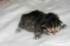 naomibraunmackerelgirlattheageoffivedaysruskeatiikeritytteliviisivuorokautta11_small.jpg