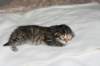 naomibraunmackerelgirlattheageoffivedaysruskeatiikeritytteliviisivuorokautta12_small.jpg