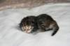naomibraunmackerelgirlattheageoffivedaysruskeatiikeritytteliviisivuorokautta13_small.jpg