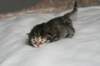 naomibraunmackerelgirlattheageoffivedaysruskeatiikeritytteliviisivuorokautta14_small.jpg