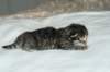 naomibraunmackerelgirlattheageoffivedaysruskeatiikeritytteliviisivuorokautta16_small.jpg