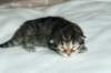 naomibraunmackerelgirlattheageoffivedaysruskeatiikeritytteliviisivuorokautta17_small.jpg