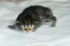 naomibraunmackerelgirlattheageoffivedaysruskeatiikeritytteliviisivuorokautta22_small.jpg