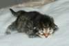naomibraunmackerelgirlattheageoffivedaysruskeatiikeritytteliviisivuorokautta24_small.jpg