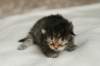 naomibraunmackerelgirlattheageoffivedaysruskeatiikeritytteliviisivuorokautta2_small.jpg