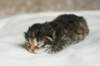 naomibraunmackerelgirlattheageoffivedaysruskeatiikeritytteliviisivuorokautta3_small.jpg