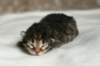 naomibraunmackerelgirlattheageoffivedaysruskeatiikeritytteliviisivuorokautta4_small.jpg