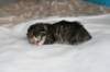 naomibraunmackerelgirlattheageoffivedaysruskeatiikeritytteliviisivuorokautta6_small.jpg