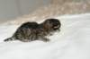 naomibraunmackerelgirlattheageoffivedaysruskeatiikeritytteliviisivuorokautta9_small.jpg