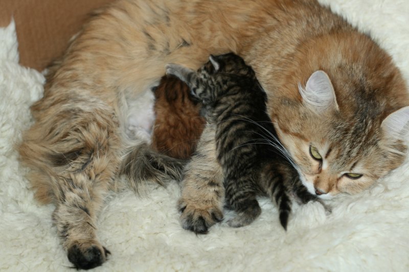 nooanaomiirenemamma.jpg