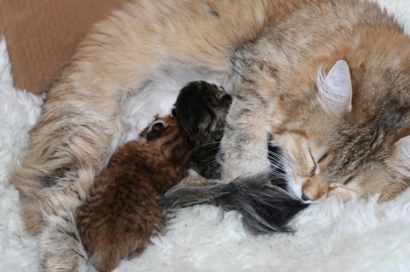 nooanaomiirenemamma10.jpg