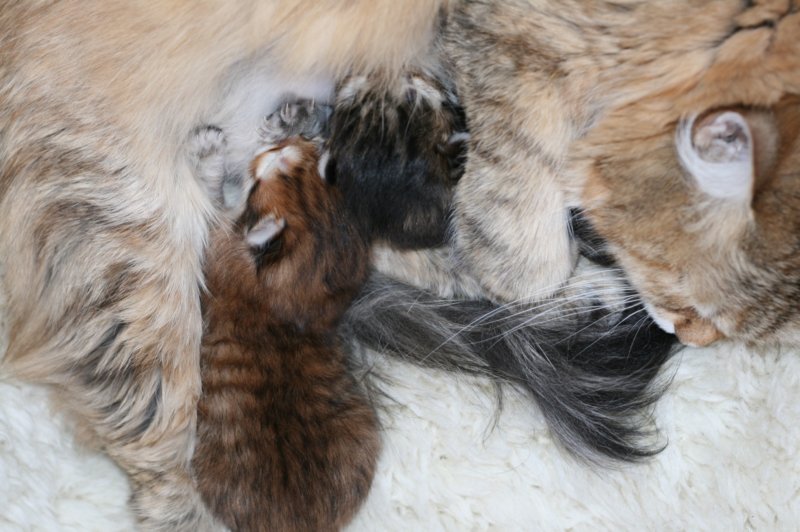nooanaomiirenemamma12.jpg