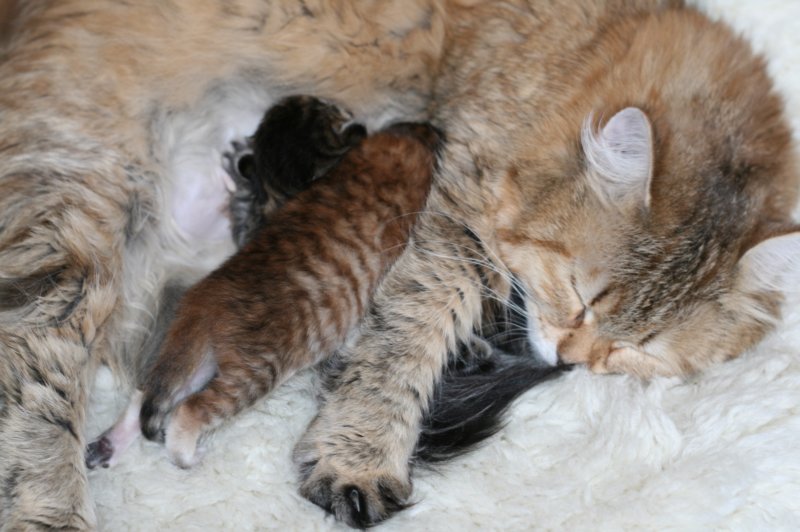 nooanaomiirenemamma15.jpg