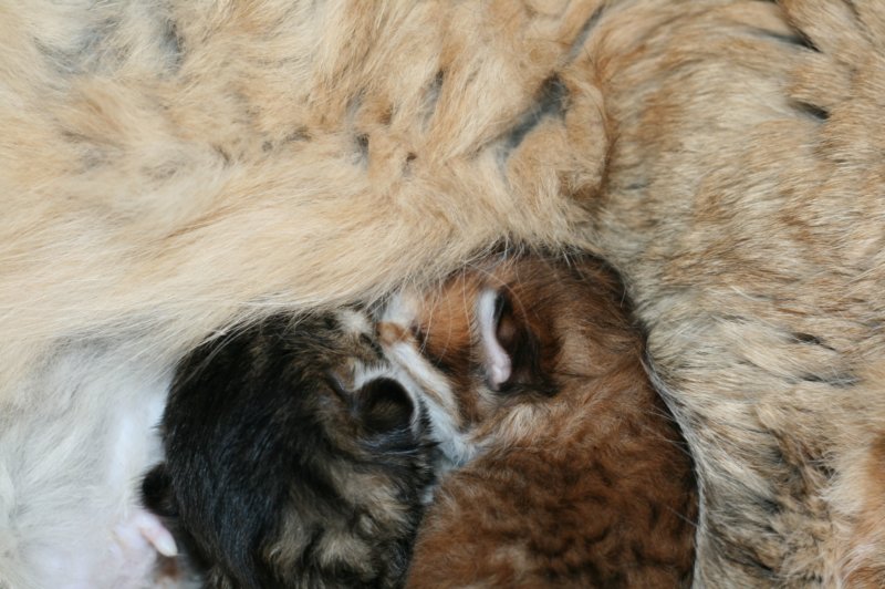 nooanaomiirenemamma18.jpg