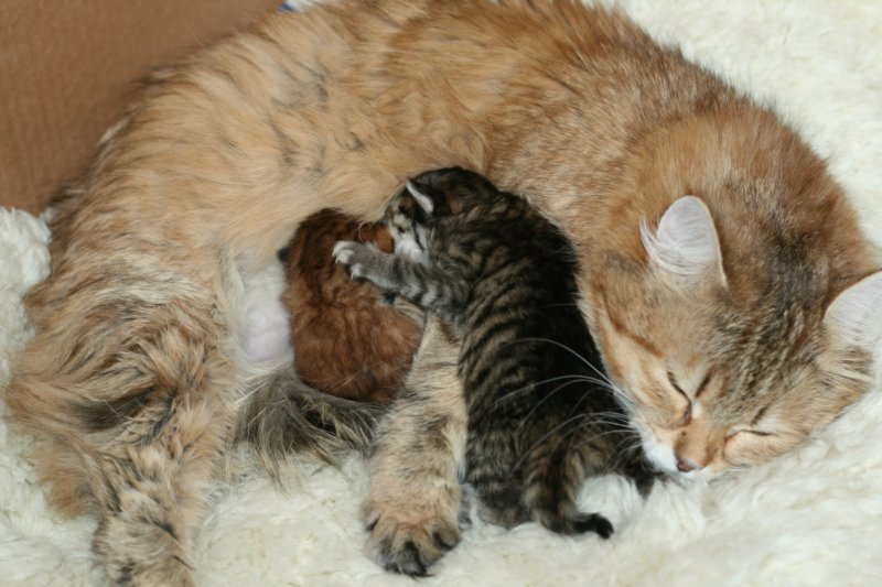 nooanaomiirenemamma2.jpg