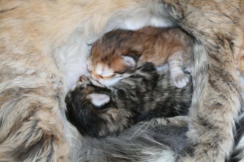 nooanaomiirenemamma20.jpg