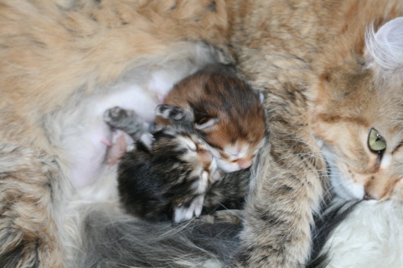 nooanaomiirenemamma21.jpg