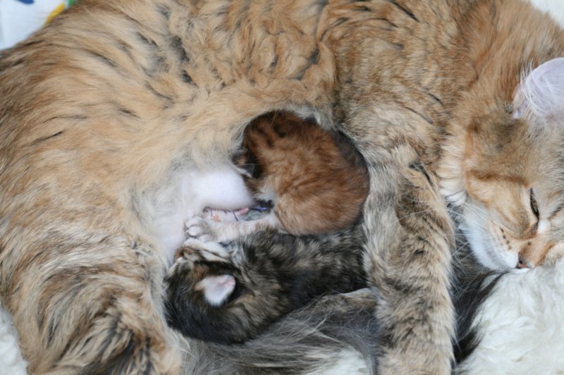 nooanaomiirenemamma23.jpg