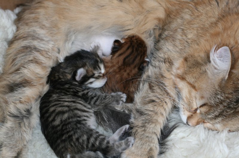 nooanaomiirenemamma28.jpg