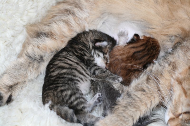 nooanaomiirenemamma33.jpg