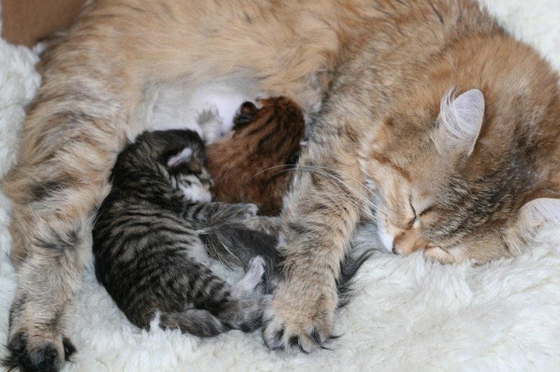nooanaomiirenemamma34.jpg