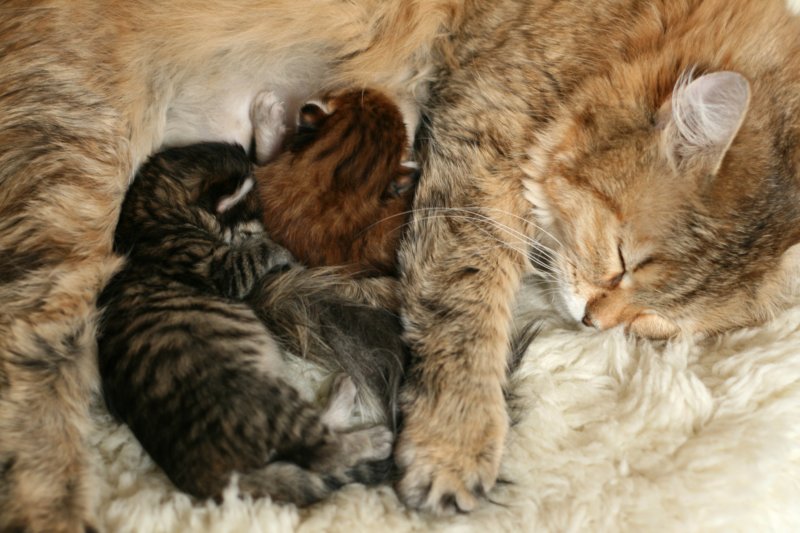 nooanaomiirenemamma38.jpg