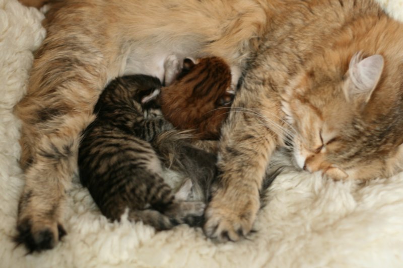 nooanaomiirenemamma39.jpg