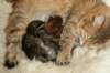 nooanaomiirenemamma39_small.jpg