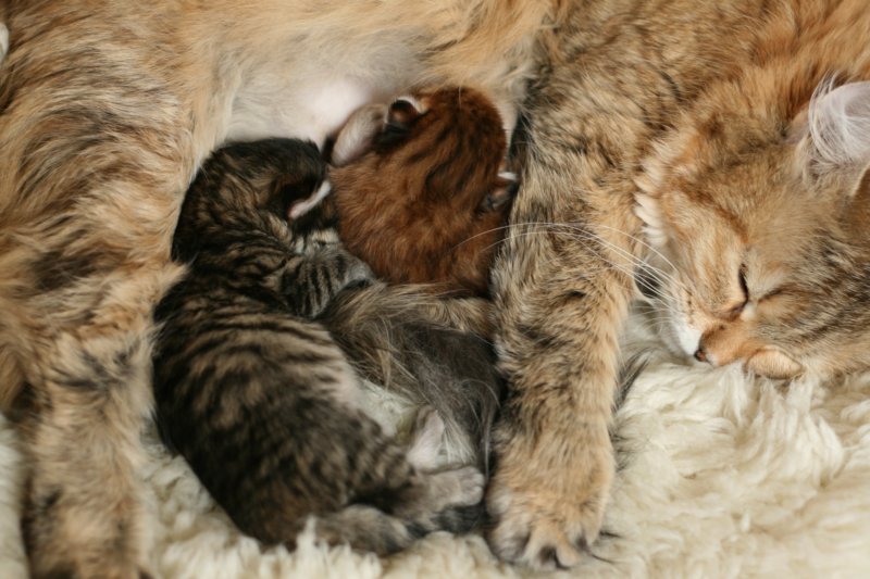 nooanaomiirenemamma40.jpg