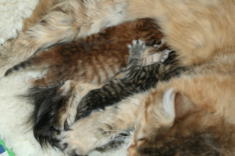 nooanaomiirenemamma46.jpg